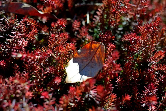 Canon Macro Lens FD 50mm f3.5 S.S.C. (FD) - 00004929.webp