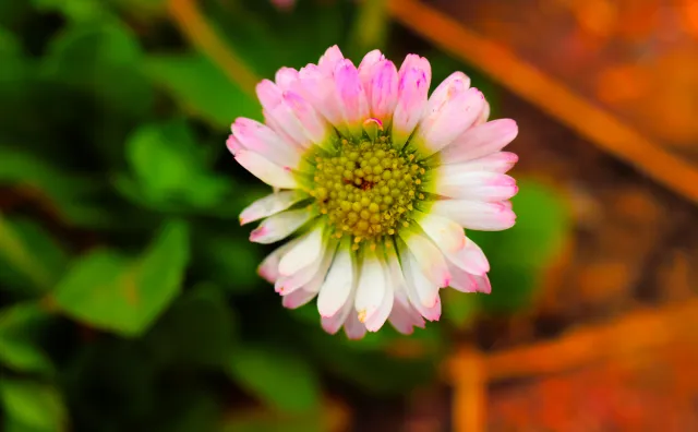 Canon Macro Lens FD 50mm f3.5 S.S.C. (FD) - 00005253.webp