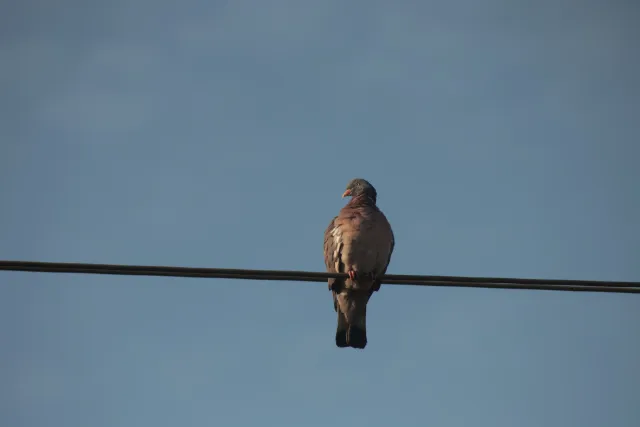 Spiratone Plura-Coat SharpShooter-S 400mm f6.3 (T2-M42) - 00005282.webp