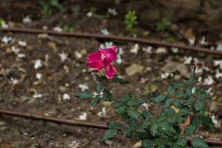 Tamron 28-300mm F3.5-6.3 (EF) - 00001463.webp