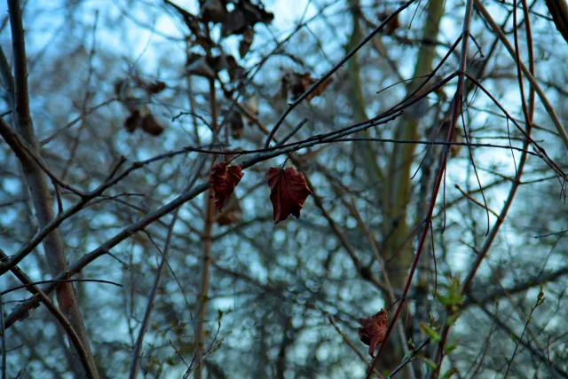 Vivitar 28-85mm f3.5-4.5 MC Macro Focusing Zoom (Olympus OM) - 00005467.webp