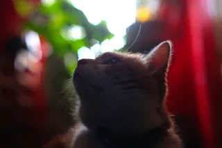 Asahi Opt. Co. SMC Pentax-M 50mm f1.7 (Pentax-K) - 00004730.webp