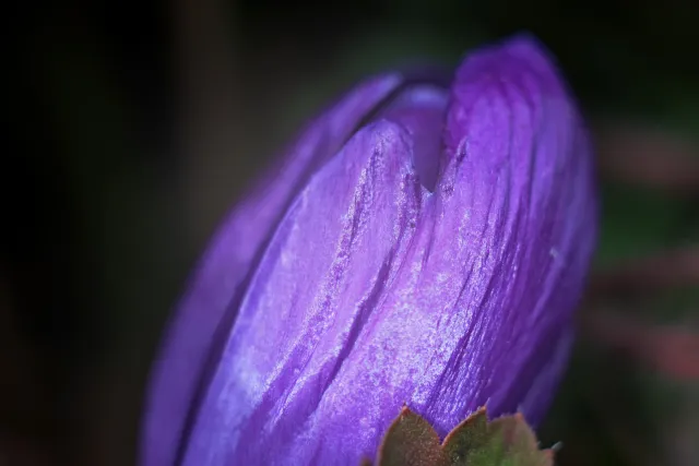 Carl Zeiss Jena Tessar 50mm f2.8 (M42) - 00005095.webp