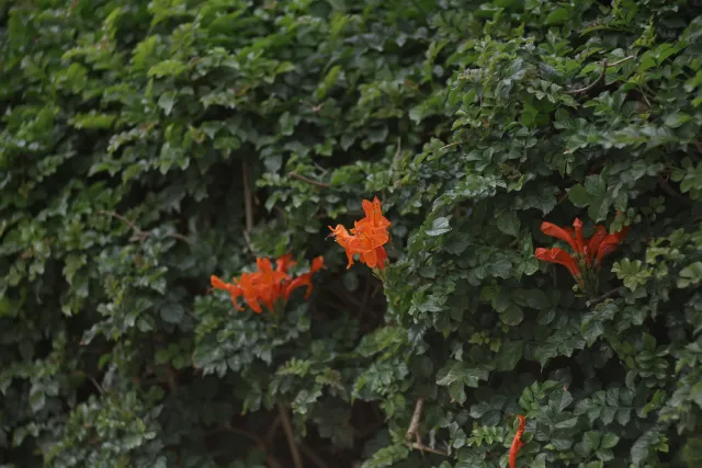 Tair-11A 135mm f2.8 (M42) - 00003311.webp