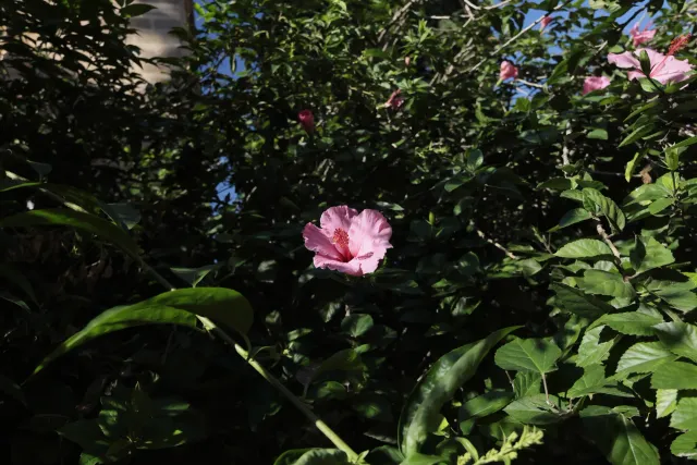 Tokina at-x 116 (EF) - 00000065.webp