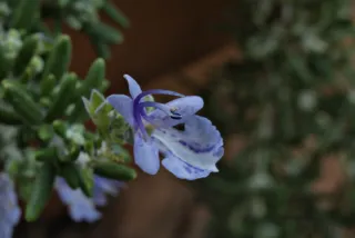 Meyer-Optik Görlitz Primagon 35mm f4.5 (M42) - 00001171.webp