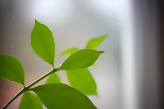 ISCO-Göttingen Kiptaron 65mm f1.6 (DIY) - 00003207.webp