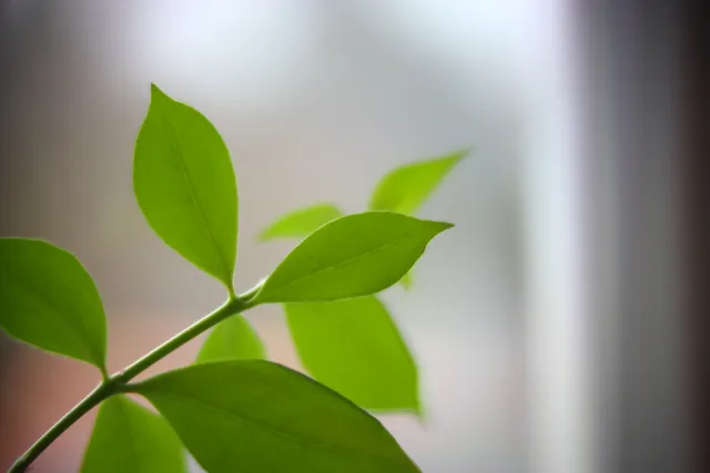 ISCO-Göttingen Kiptaron 65mm f1.6 (DIY) - 00003207.webp