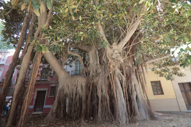 Tokina at-x 116 (EF) - 00002564.webp