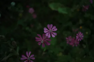 Carl Zeiss Flektogon f4 20mm (m42).md - 00003351.webp