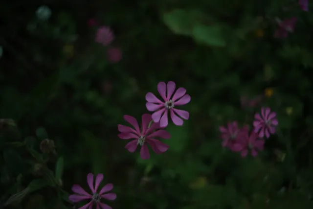 Carl Zeiss Flektogon f4 20mm (m42).md - 00003351.webp