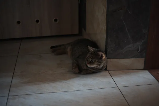 Yashica Lens DSB 55mm f2 (CY) - 00005206.webp