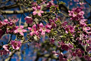 Meyer-Optik Görlitz Primagon 35mm f4.5 (M42) - 00001286.webp