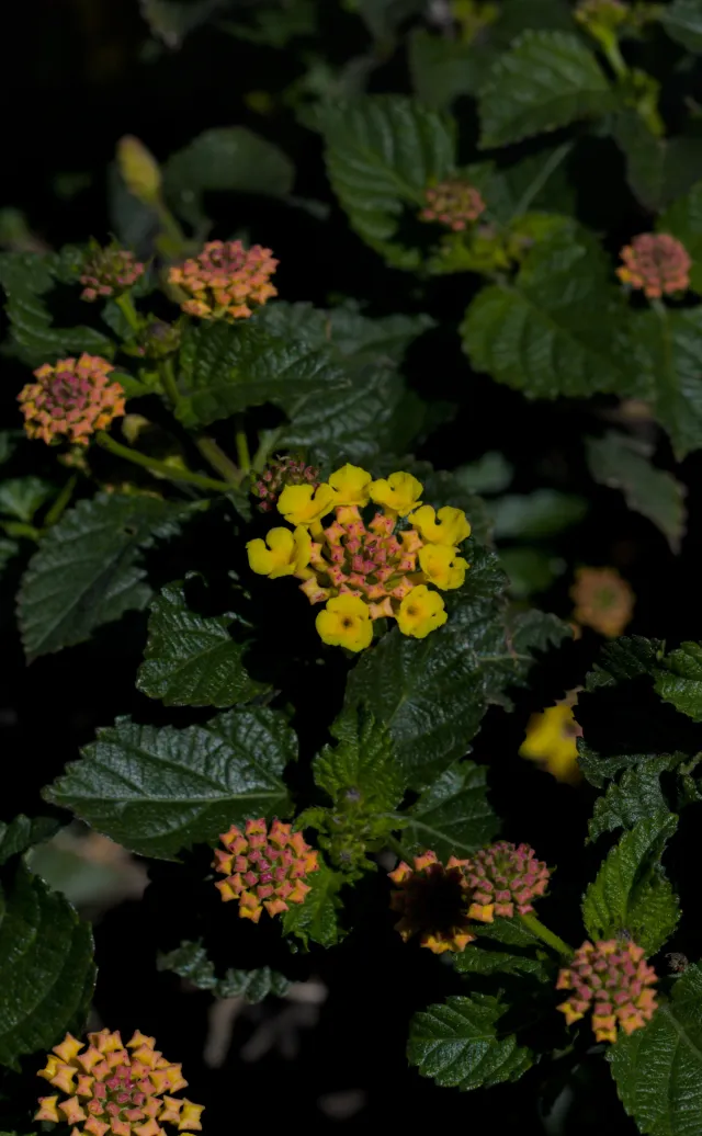 Zenith Helios-77M-4 50mm f1.8 VOMZ (M42) - 00001105.webp