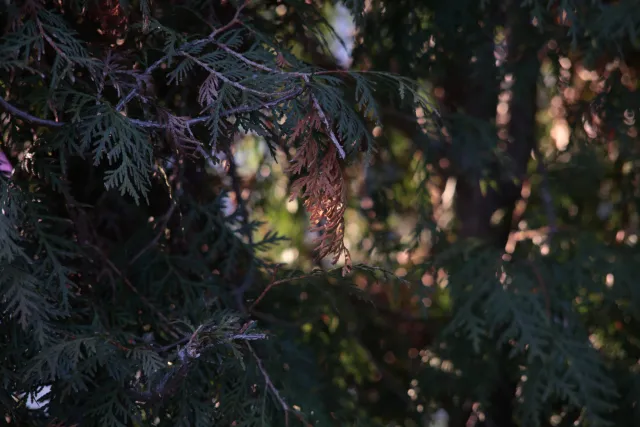 Isco-Göttingen Edixa Westromat 135mm f3.5 (M42) - 00004986.webp