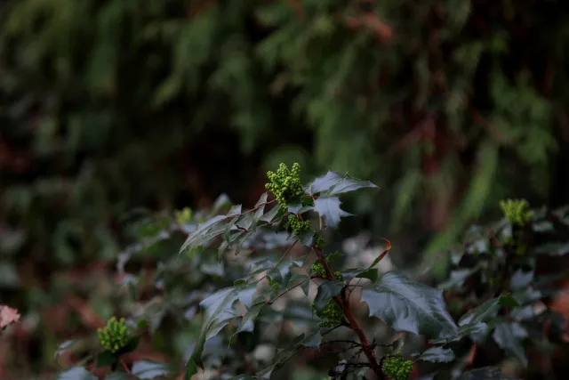 Feinmess Dresden Bonotar 105mm f4.5 V (M42) - 00005172.webp