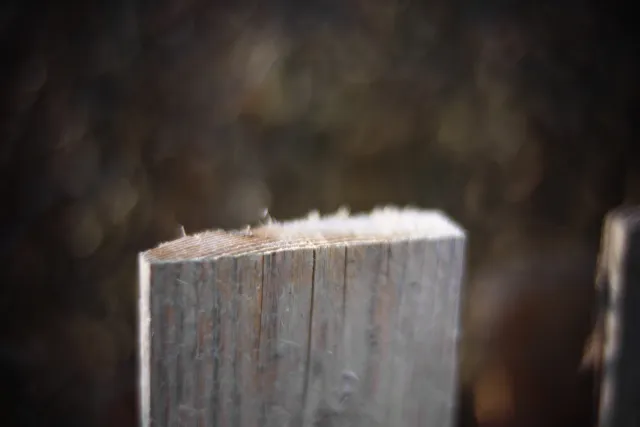 KOWA SUPER PROMINAR-16 50mm f1.2 Eiki 16mm (DIY) - 00002087.webp