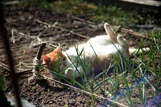 Vivitar Series 1 28-105mm f2.8-3.8 VMC Macro (Olympus OM) - 00005504.webp