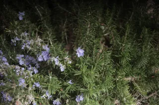 Meyer-Optik Görlitz Primagon 35mm f4.5 (M42) - 00004069.webp