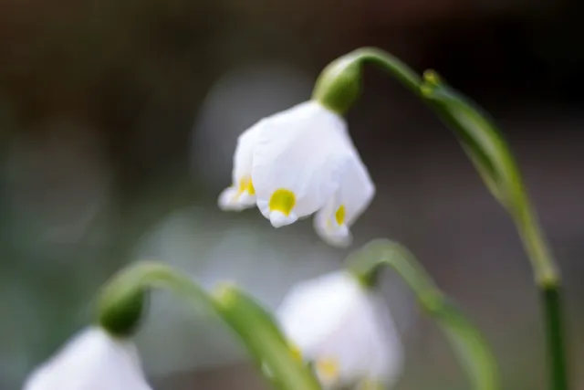 Fujinon 55mm f2.2 (M42) - 00005085.webp