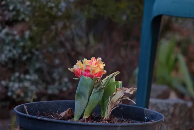 Enna München Tele-Ennalyt 240mm f4.5 (M42) - 00004954.webp