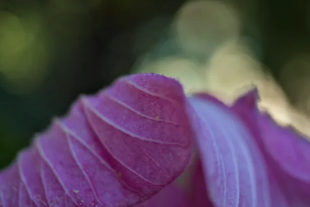 Meyer-Optik Görlitz Primagon 35mm f4.5 (M42) - 00000259.webp