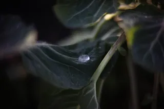 KOWA SUPER PROMINAR-16 50mm f1.2 Eiki 16mm (DIY) - 00002049.webp