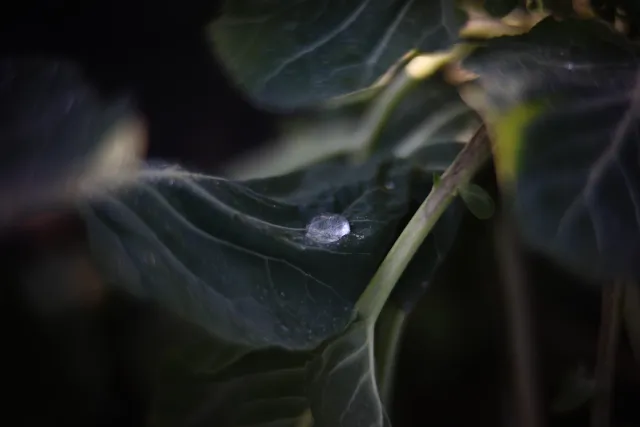 KOWA SUPER PROMINAR-16 50mm f1.2 Eiki 16mm (DIY) - 00002049.webp