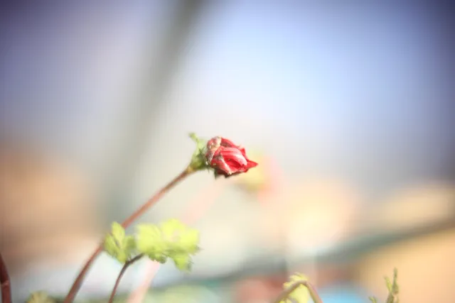 KOWA SUPER PROMINAR-16 50mm f1.2 Eiki 16mm (DIY) - 00002027.webp