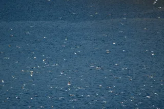 Tamron 28-300mm F3.5-6.3 (EF) - 00000788.webp