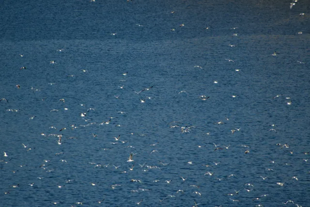 Tamron 28-300mm F3.5-6.3 (EF) - 00000788.webp