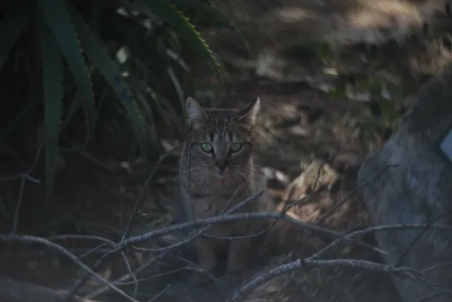 Simplex Ampro Ltd 2.5cala (63.5mm) f1.8 16mm (DIY) - 00003135.webp