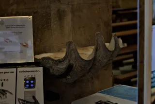 Zenith Helios-77M-4 50mm f1.8 VOMZ (M42) - 00000999.webp