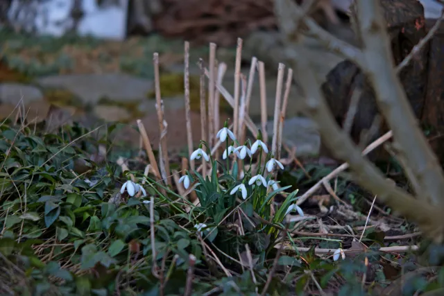 ISCO-Göttingen Isconar 135mm f4 (M42) - 00004960.webp