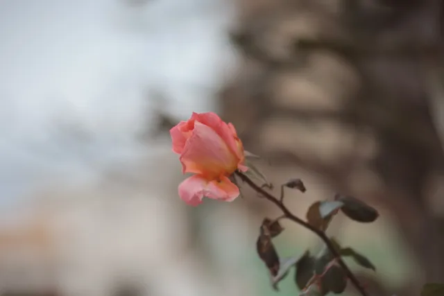 Tair-11A 135mm f2.8 (M42) - 00003316.webp