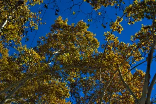 Zenith Helios-77M-4 50mm f1.8 VOMZ (M42) - 00000746.webp