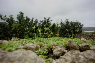 Carl Zeiss Flektogon f4 20mm (m42).md - 00004449.webp