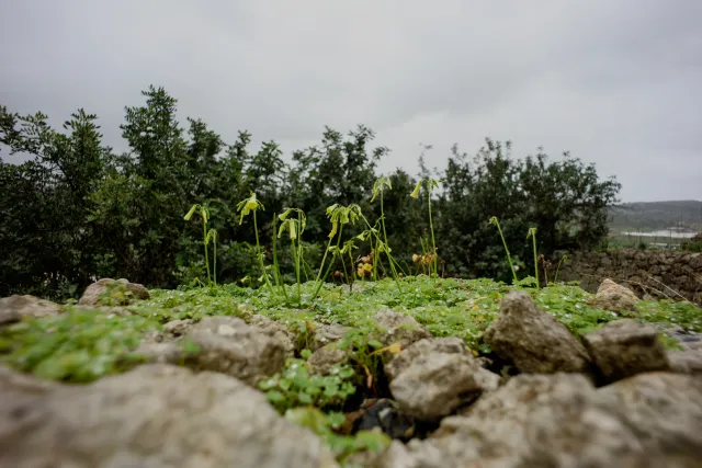 Carl Zeiss Flektogon f4 20mm (m42).md - 00004449.webp