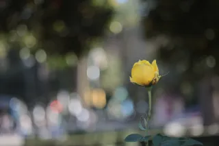 Industar-50-2 50mm f3.5 (M42) - 00002411.webp