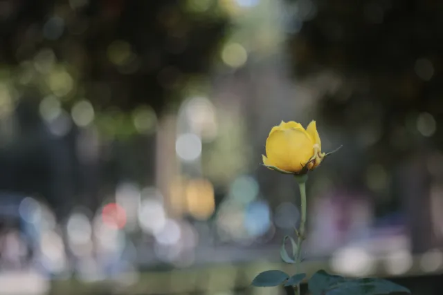 Industar-50-2 50mm f3.5 (M42) - 00002411.webp