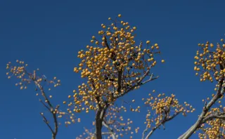 Zenith Helios-77M-4 50mm f1.8 VOMZ (M42) - 00000981.webp