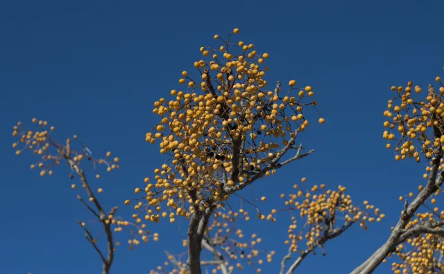 Zenith Helios-77M-4 50mm f1.8 VOMZ (M42) - 00000981.webp