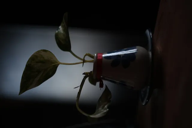 Canon FD 35mm f2.8 (FD) - 00005226.webp