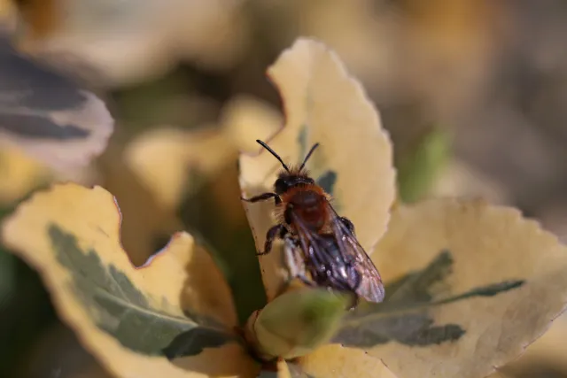 Kilfitt Makro-Kilar D f2.8 40mm (EXA) - 00005301.webp