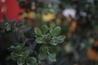 Carl Zeiss Jena DDR Pancolar Electric 50mm f1.8 (M42) - 00003262.webp