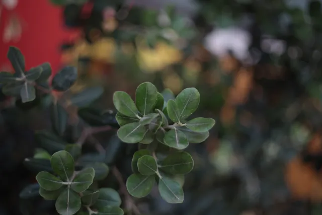 Carl Zeiss Jena DDR Pancolar Electric 50mm f1.8 (M42) - 00003262.webp