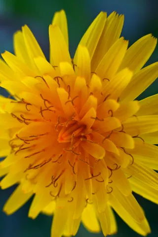 Carl Zeiss Jena DDR Pancolar Electric 50mm f1.8 (M42) - 00004072.webp