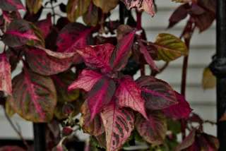 Zenith Helios-77M-4 50mm f1.8 VOMZ (M42) - 00001037.webp