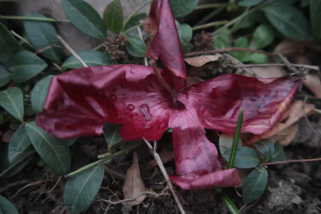 Formula 5 Gold Crown Macro Zoom 60-150mm f4 MC (M42) - 00005043.webp