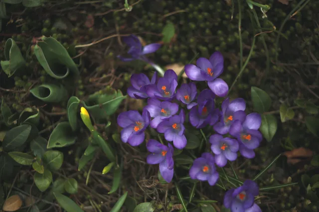 Yashica Lens ML 50mm f1.9 (CY) - 00005359.webp